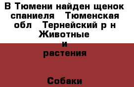 В Тюмени найден щенок спаниеля - Тюменская обл., Тернейский р-н Животные и растения » Собаки   . Тюменская обл.